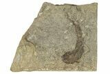 Carboniferous Fish (Gyrolepidotus) - Siberia #228886-1